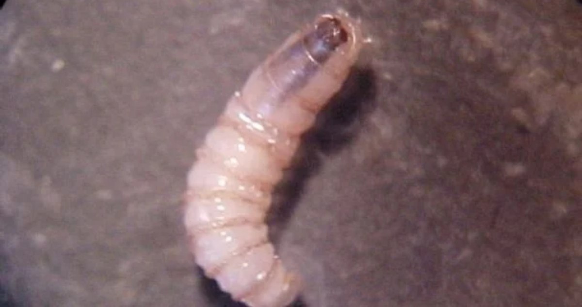 Gusano barrenador: Secretaría de Salud alerta a estos estados por casos en humanos