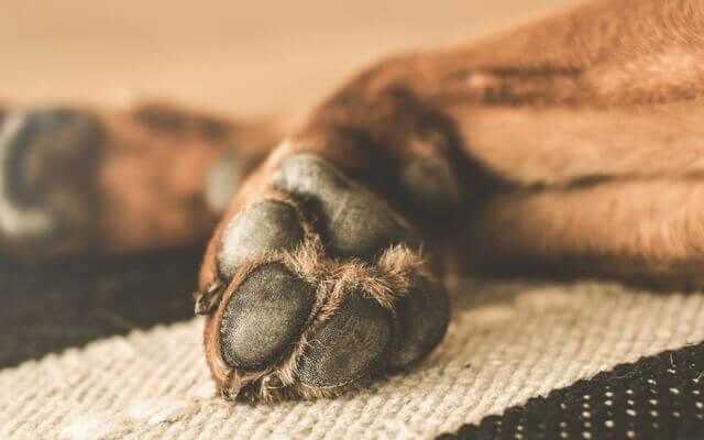 Matan a tres perritos a machetazos y con arma de fuego en Michoacán