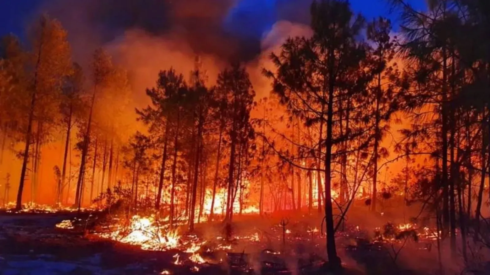 Chihuahua tiene 14 incendios forestales activos en estos municipios
