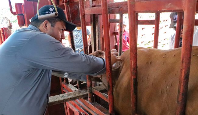 México y EUA crean frente común por la sanidad ganadera para erradicar el gusano barrenador del ganado