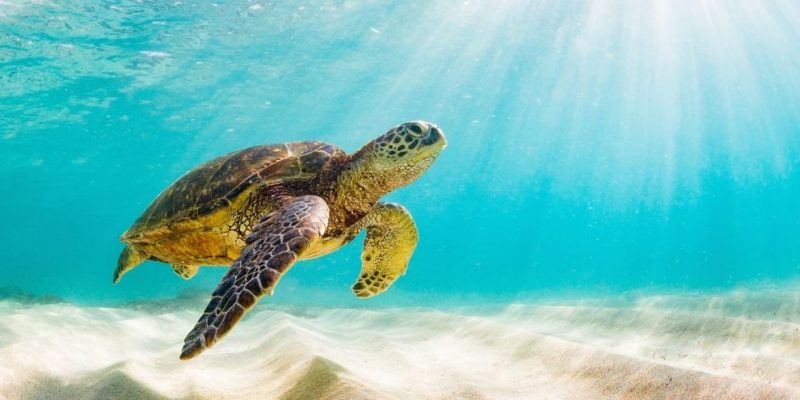 Esta es la única especie de tortuga marina que no existe en México
