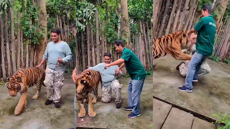 Así fue el momento exacto en que un tigre atacó a un turista en Tailandia