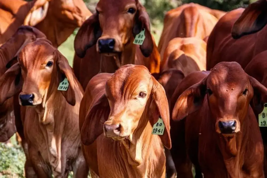 “No hay fecha” para reanudar exportaciones de ganado a EE.UU.: Sheinbaum