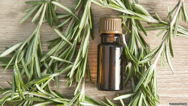 Cómo preparar y consumir romero para obtener sus propiedades curativas