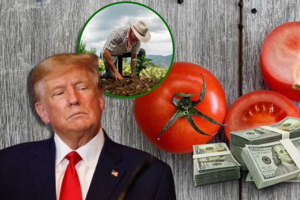 Estados Unidos investiga al jitomate mexicano