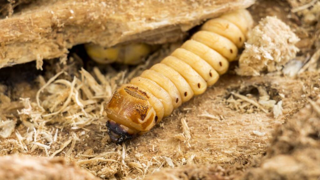 Chiapas suma 11 casos de miasis por gusano barrenador