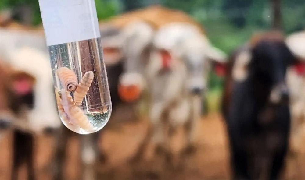 Honduras detecta 64 casos de gusano barrenador en humanos