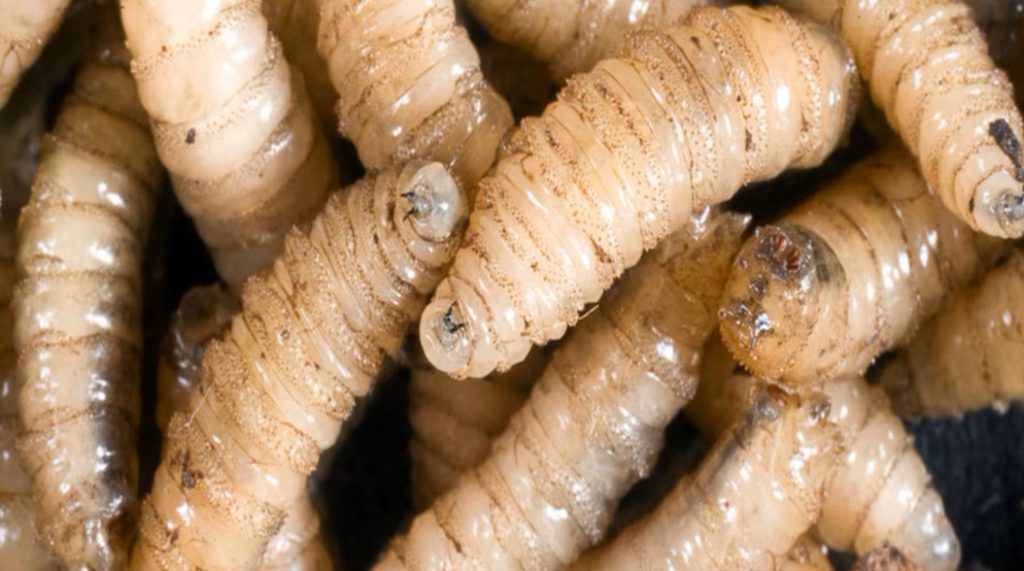 Detectan primer caso de gusano barrenador al oriente de Yucatán