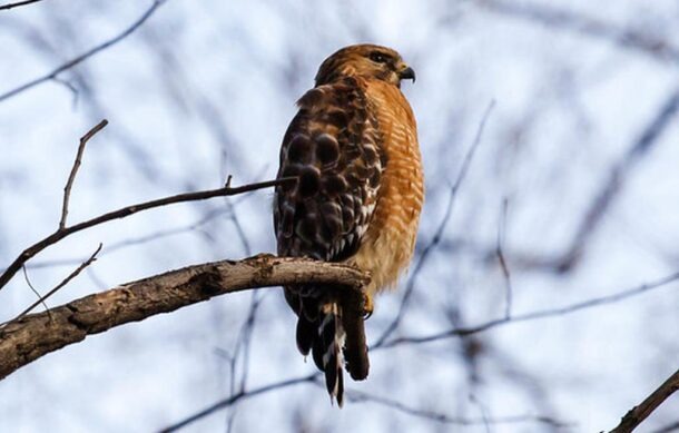 Confirman primer caso de gusano barrenador en fauna silvestre en Tabasco