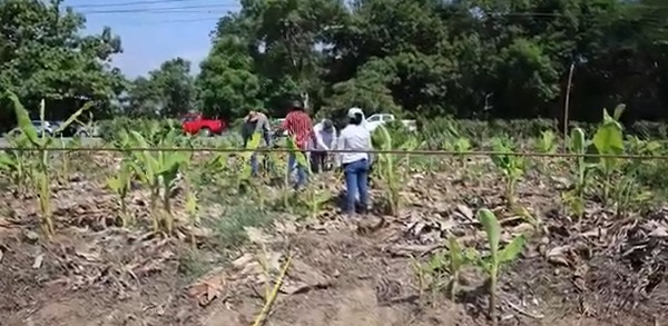Inicia Gobierno de Tabasco movilización de 1 millón de plantas de cacao hacia parcelas de productores de Sembrando Vida Tabasco