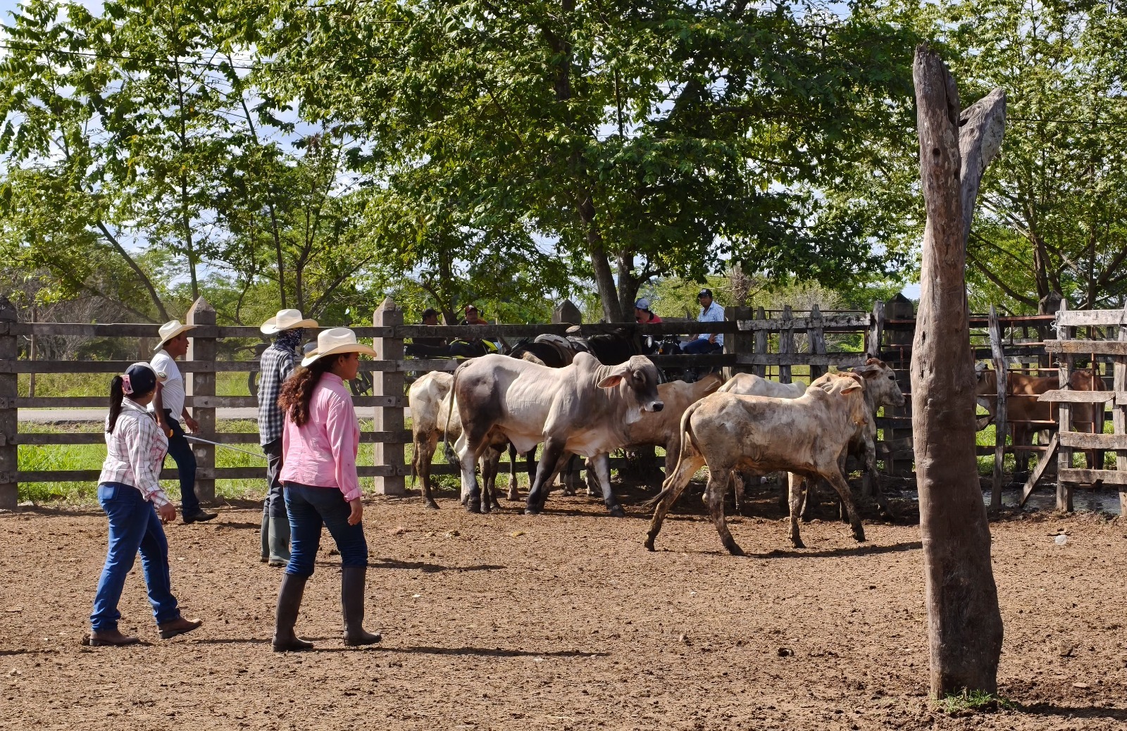 Gobierno del Pueblo cumple la meta en Macuspana al concluir la entrega total del programa Crédito Ganadero a la Palabra