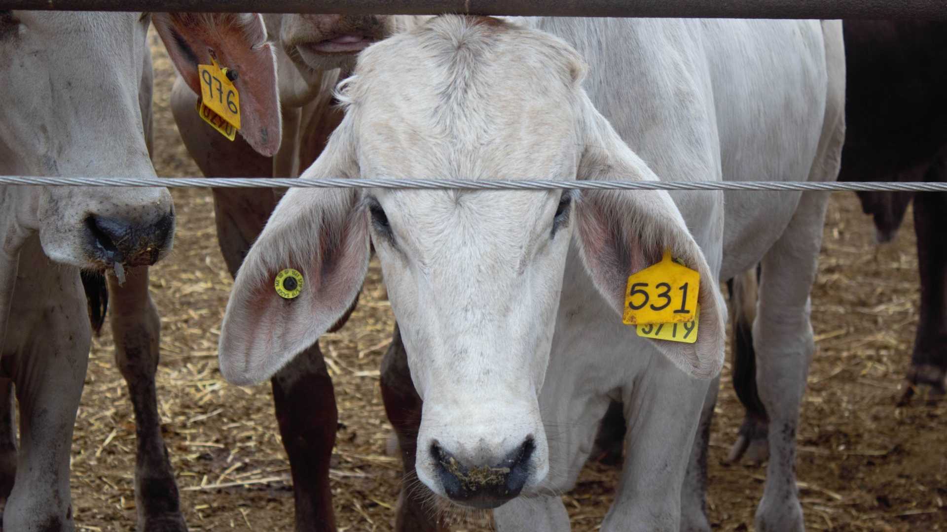 EE.UU. anuncia plan contra el gusano barrenador; México prevé reanudar exportación de ganado