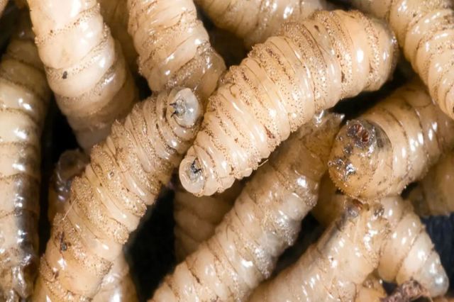 Van 17 casos de miasis en humanos por gusano barrenador en México