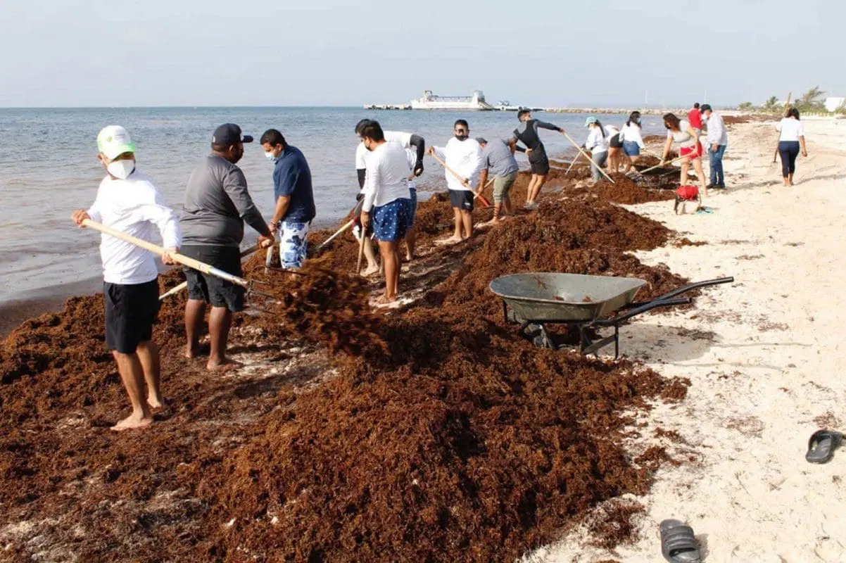 El 2025 sería el año de mayor arribo de sargazo a las playas: UNAM