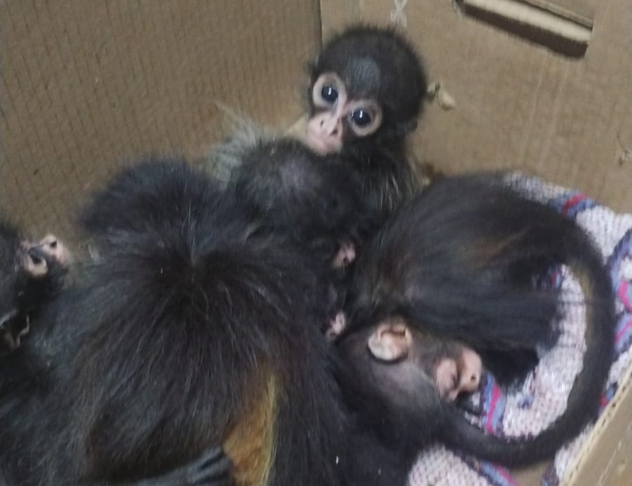 FGR obtiene vinculación a proceso contra dos personas, por posesión de nueve monos bebés y portación de un arma de fuego