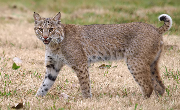 Día Internacional del Lince: Por qué se celebra el 11 de junio y características de este felino