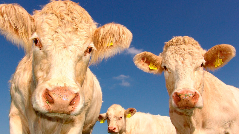 Cierre fronterizo de EE.UU. al ganado mexicano provoca alza de precios y cotización futura