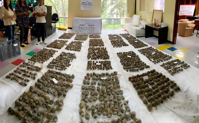 Profepa asegura 2 mil 157 cactáceas procedentes de Chile y México