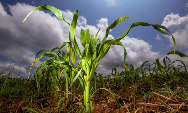 México asegura autosuficiencia en maíz blanco para 2025: AGRICULTURA