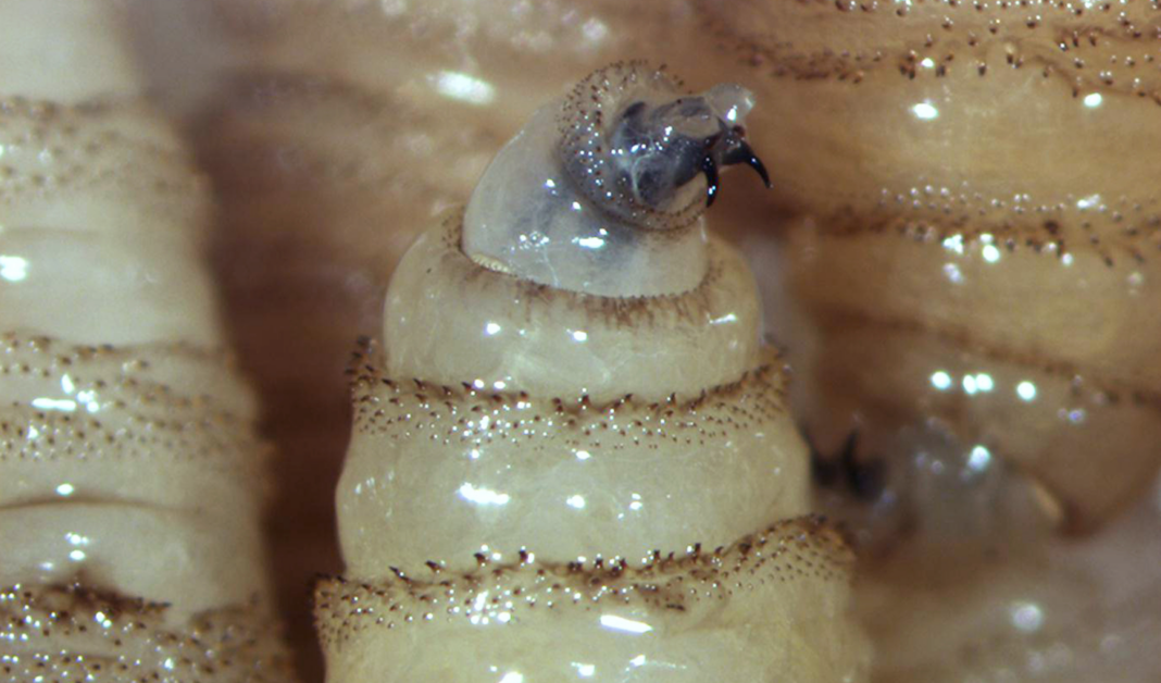 Van 31 casos de miasis de gusano barrenador en humanos: Ssa