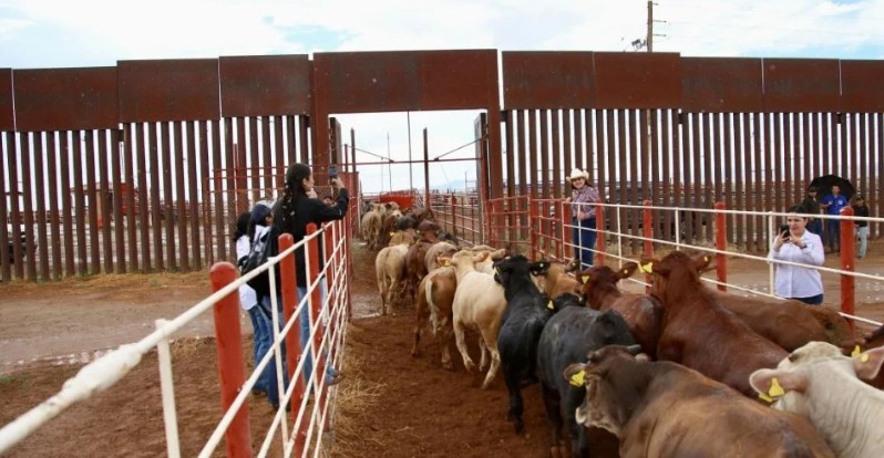 Reanuda México exportación de ganado en pie a Estados Unidos: AGRICULTURA