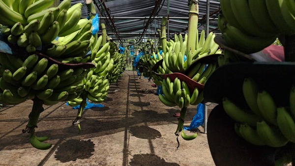 Producción de banano en la Finca Las Lilias, al mercado nacional e internacional
