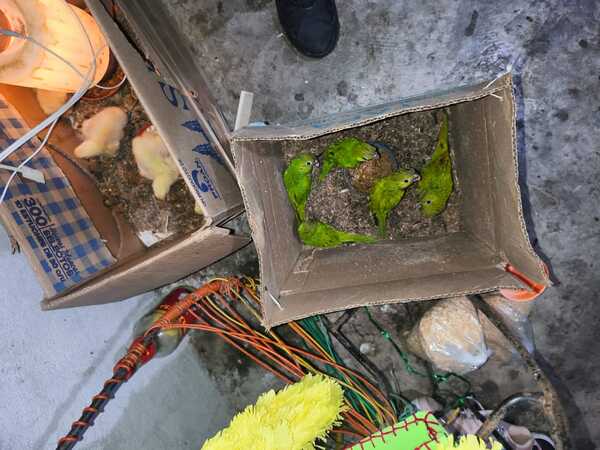 FGR obtiene vinculación a proceso de dos personas por la captura de ejemplares de aves y especies acuáticas