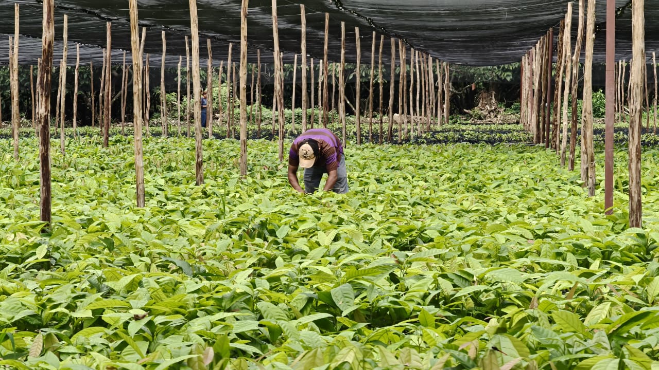 Gobierno de Tabasco impulsa rescate genético del cacao en la “Finca El Morralero”.