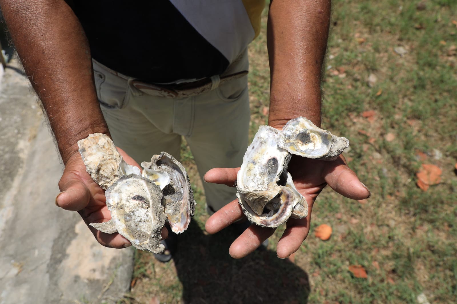 Beneficia Javier May a 100 ostricultores de Paraíso