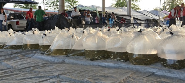 Realiza SEDAP segunda entrega de alevines en el poblado Los Pájaros, Jonuta