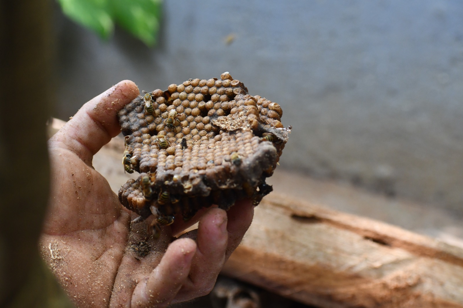 La UJAT promueve la meliponicultura para la preservación de abejas nativas y producción sustentable de miel