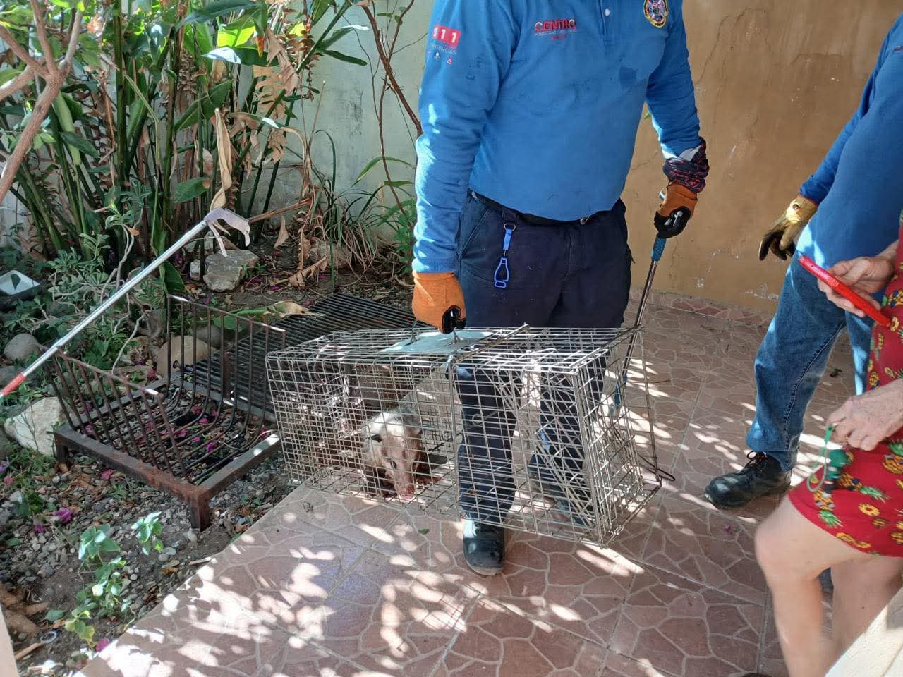 Tras incendios de pastizales se han reubicado 15 especies: Protección Civil Centro