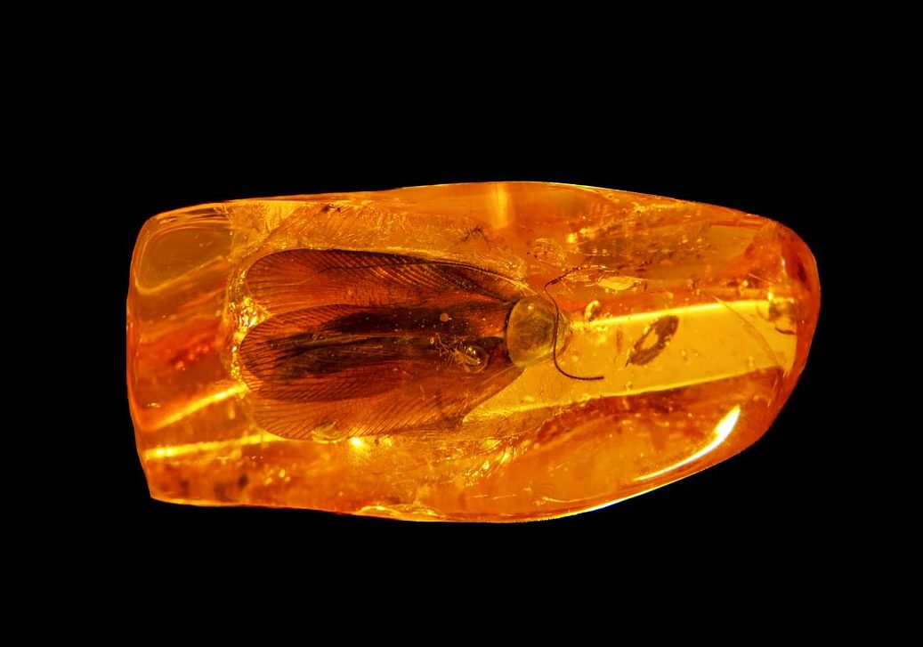 Hallan una cucaracha de 35 millones de años dentro de un trozo de ámbar: «Es un ejemplar único»