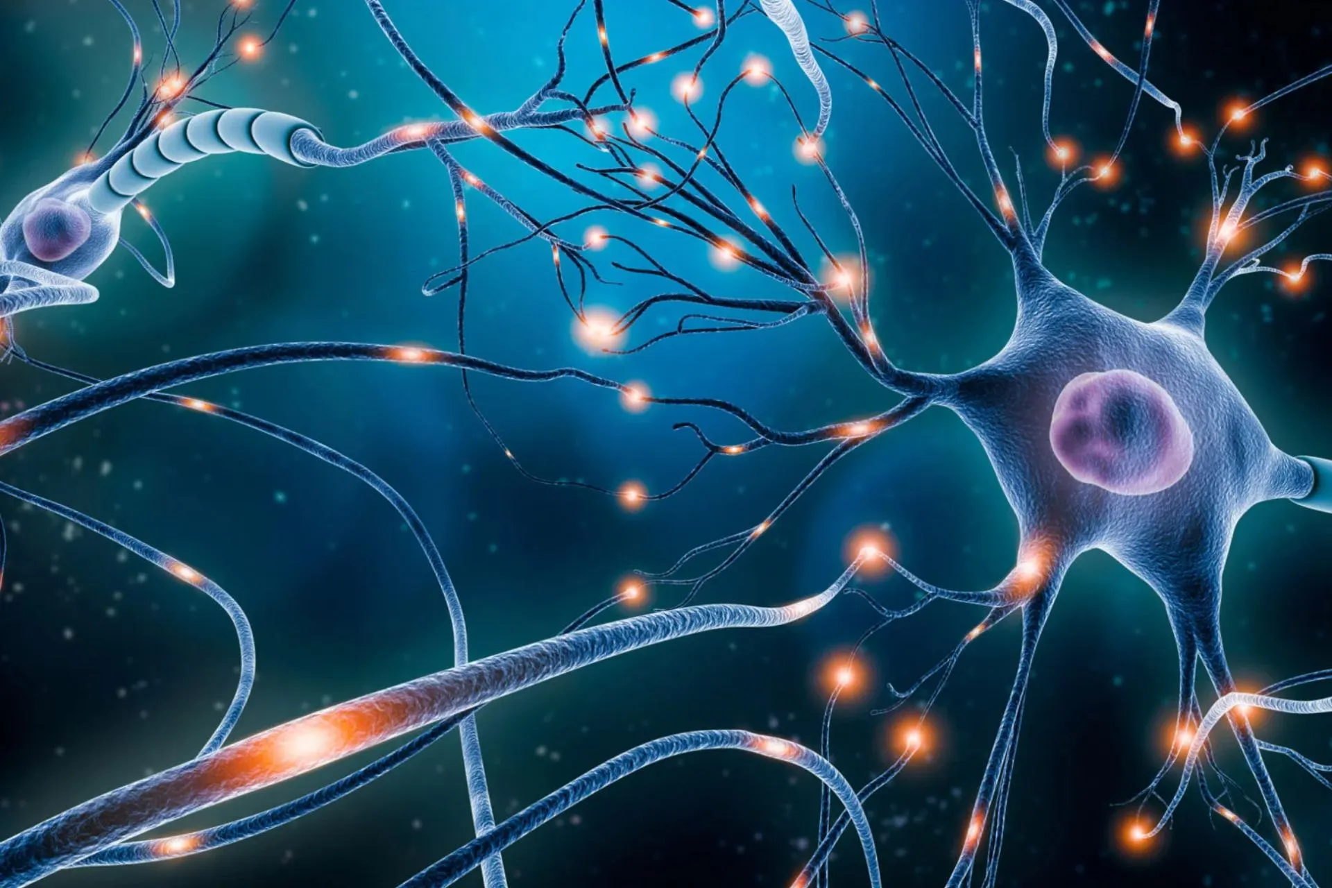 El cerebro forma neuronas nuevas toda la vida, sostiene estudio