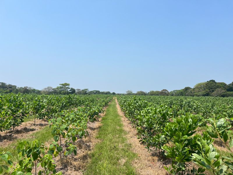 Cae más del 50 por ciento la producción del campo