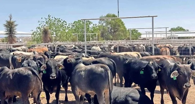 Chihuahua alista 70 mil cabezas de ganado para cruzar a EE.UU.