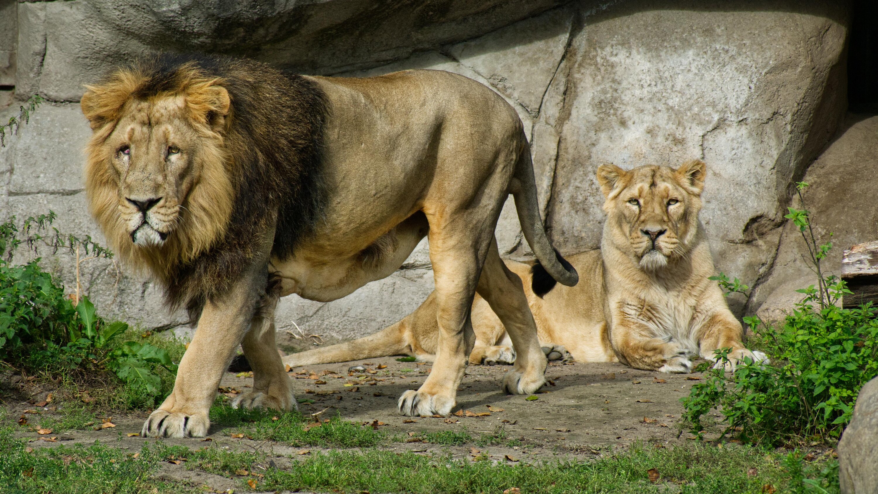 Zoológico danés genera polémica por pedir mascotas para alimentar a sus tigres y leones