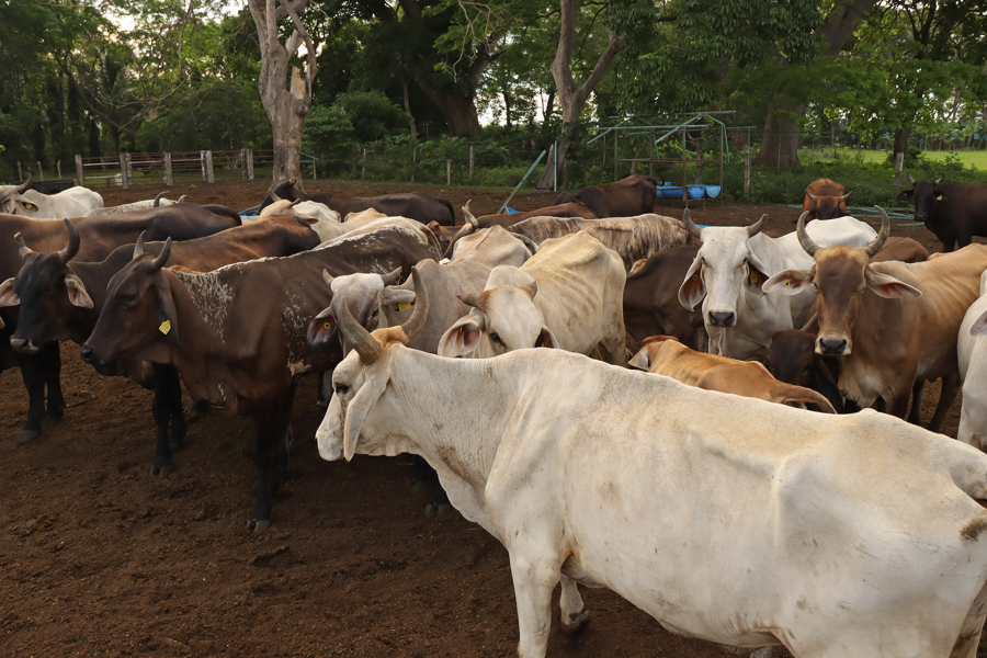 Ganaderos mexicanos suman 850 mdd en pérdidas por veto fronterizo de EUA