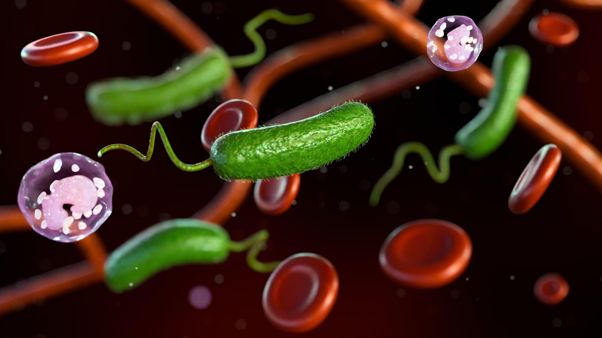 Ocho muertes en EE.UU. por bacteria carnívora ‘Vibrio vulnificus’ en aguas marinas