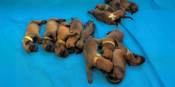 Cachorritos apoyarán en la seguridad del Aeropuerto en CDMX durante el Mundial 2026