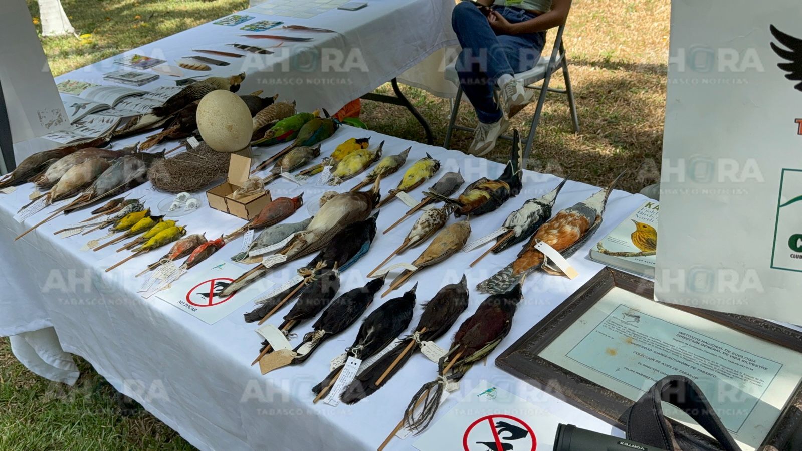 Alertan sobre riesgo de extinción del loro y el perico en México