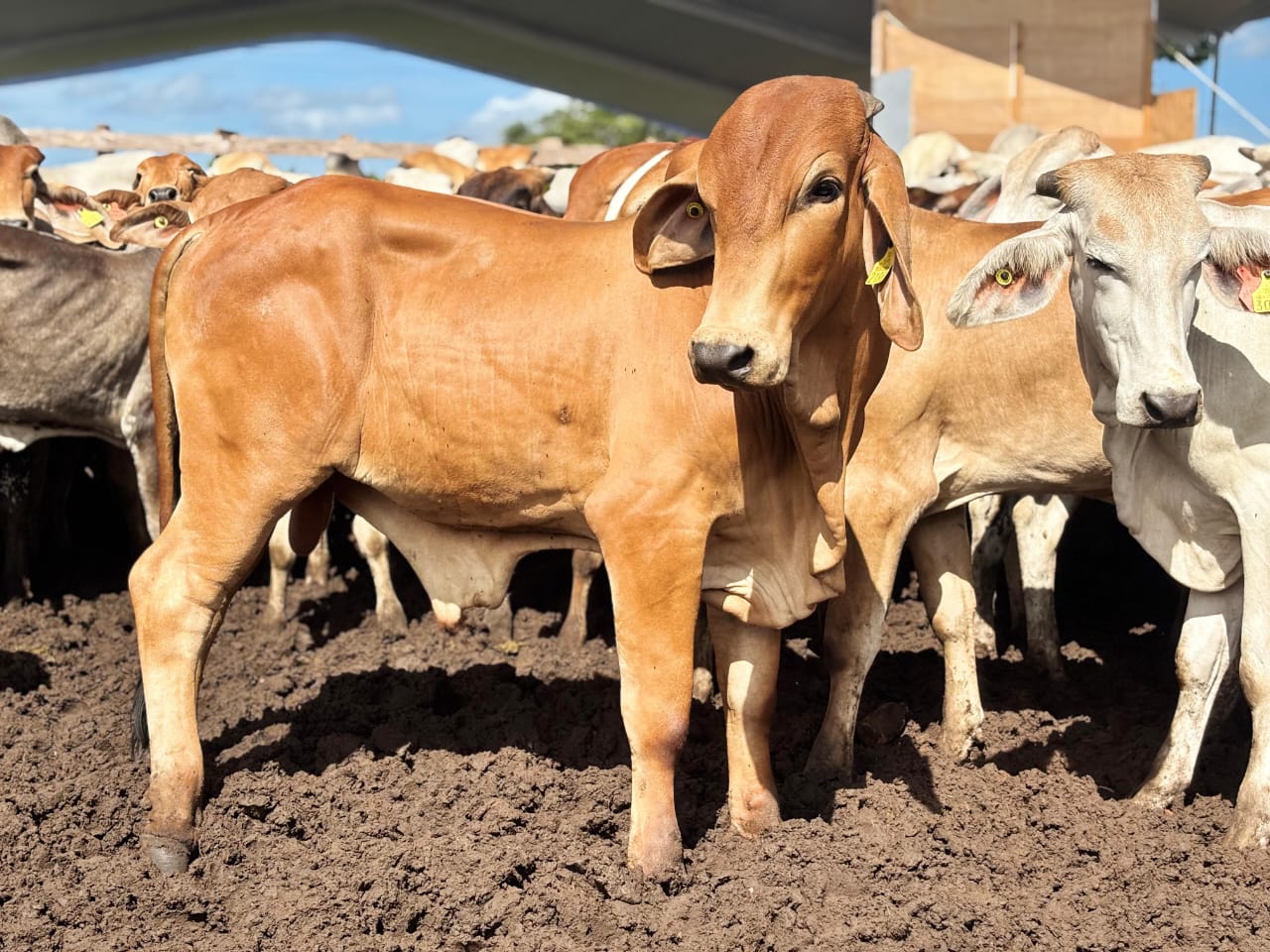 Avanza programa Crédito Ganadero a la Palabra, en apoyo a 710 familias productoras de Macuspana y Emiliano Zapata