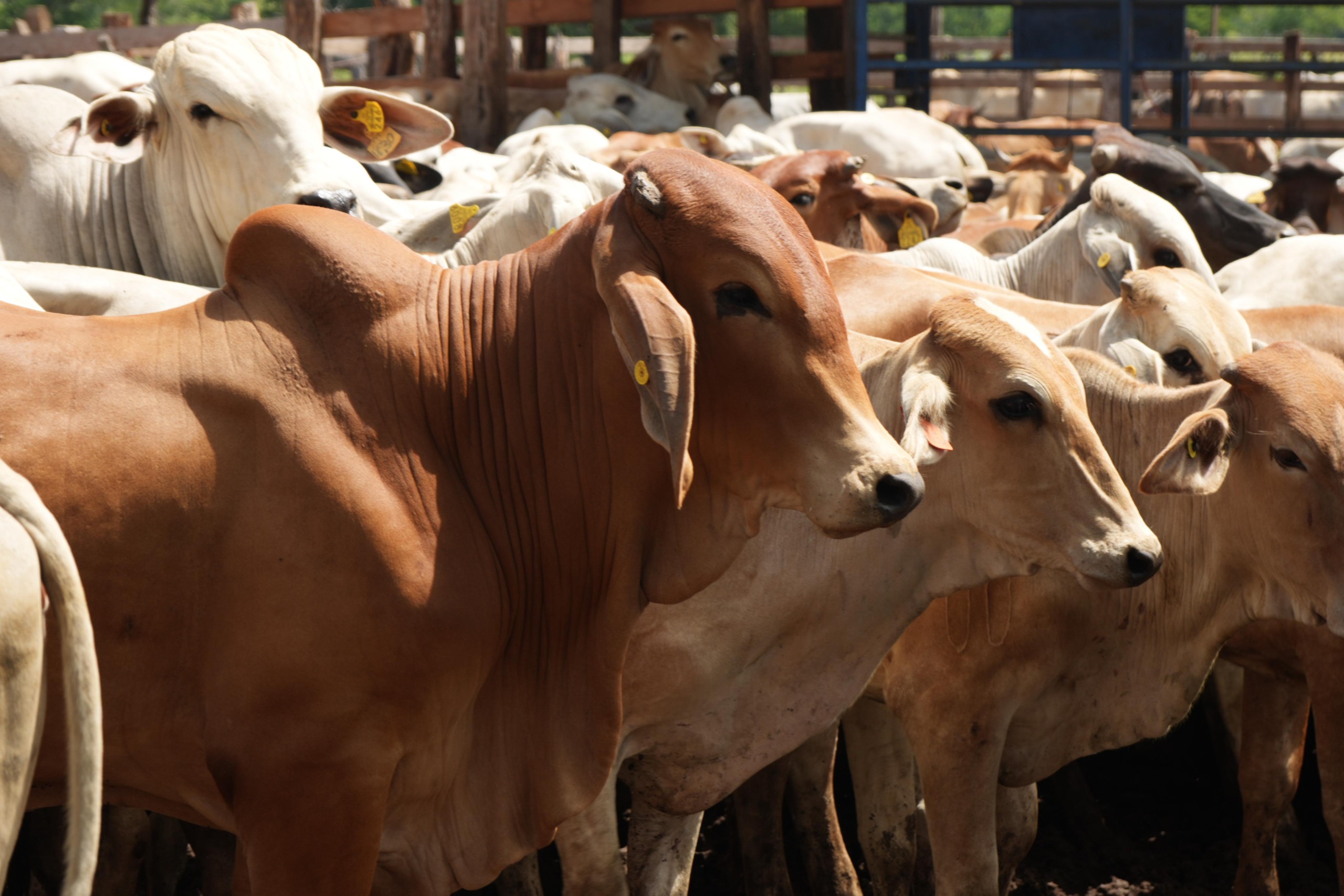 Crédito Ganadero a la Palabra: Un Respiro para el Campo Tabasqueño Frente a los Desafíos del Mercado Global