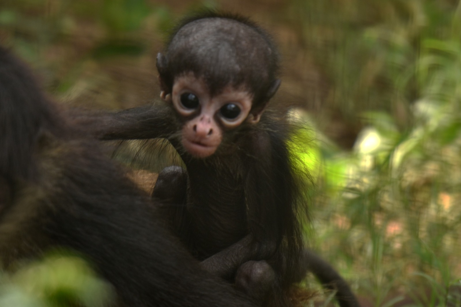 Yumká tienen nuevos habitantes: una familia de mono araña