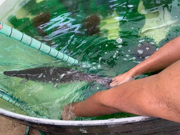 En TV UJAT la ciencia revela los secretos de un fósil viviente de la era mesozoica