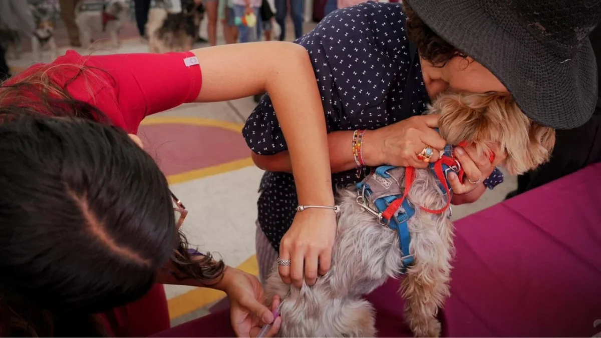 Alcaldía Tlalpan brinda más de 23 mil atenciones veterinarias