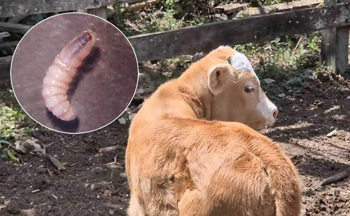 Yucatán registra 82 nuevos casos de gusano barrenador; acumula 212 animales afectados