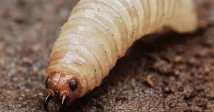 Detectan primer caso de gusano barrenador en humano en Tabasco