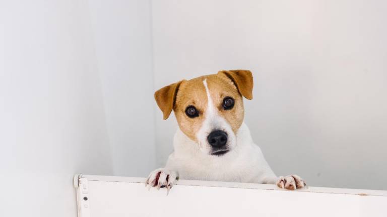 En Suecia prohíben dejar a los perros solos por más de seis horas