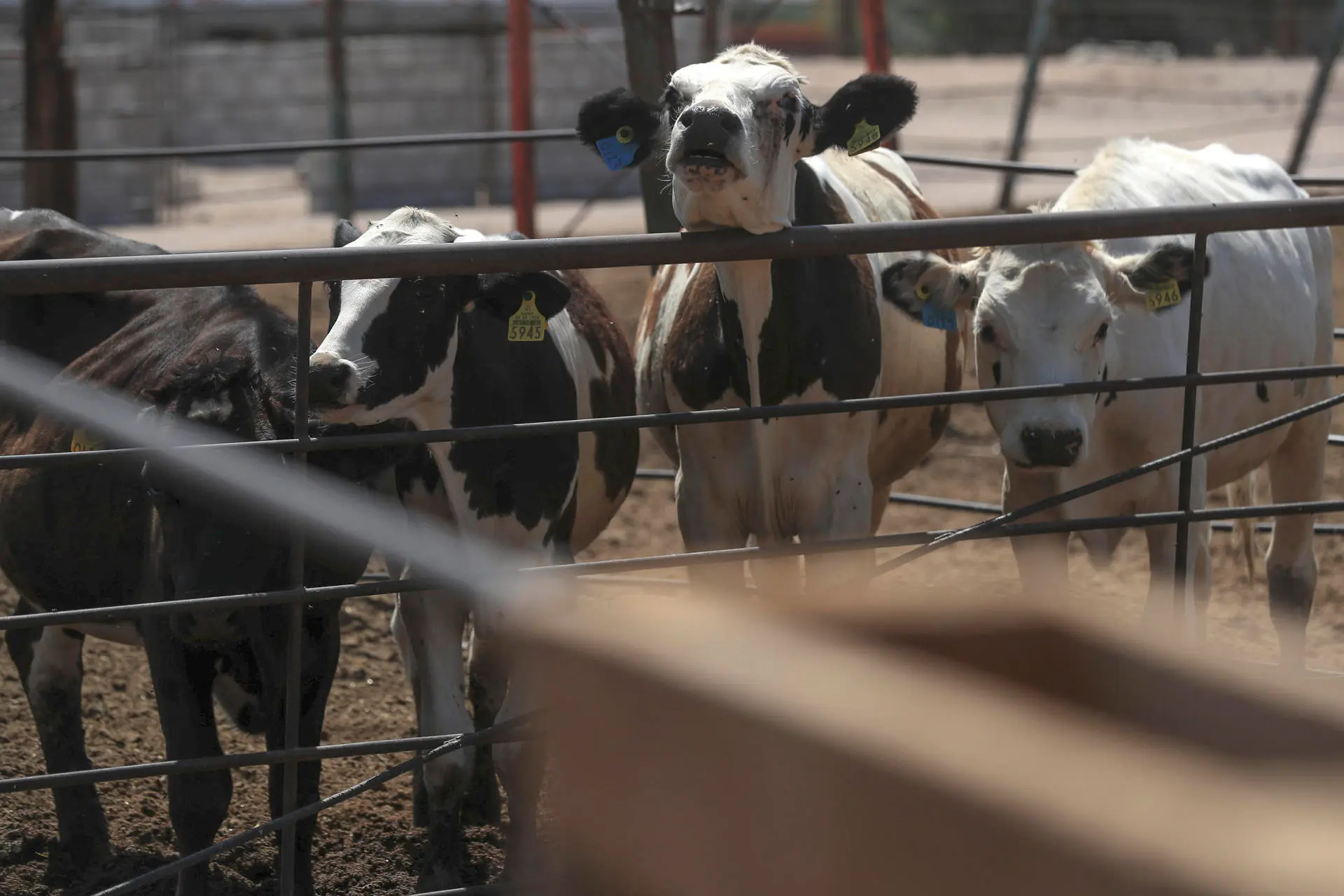 Productores mexicanos confían en la pronta reapertura de exportaciones de ganado a EE.UU.